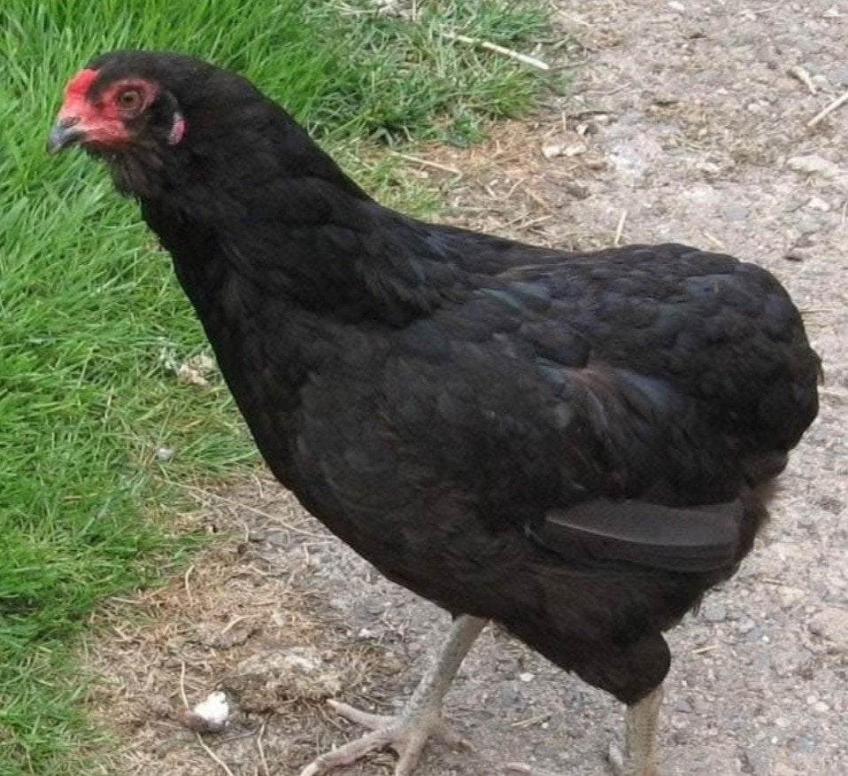 2 araucana hennen, wit en zwart, groen blauwe eieren