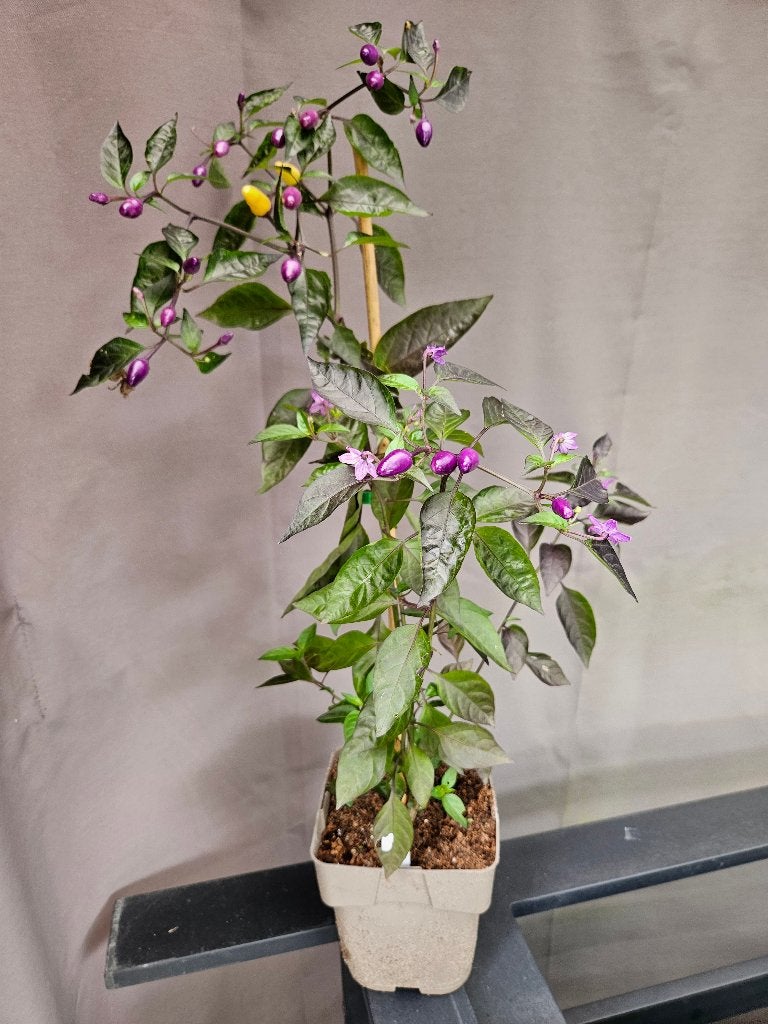 Hete pepers, Jardin & Terrasse, Plantes | Jardin, Enlèvement, Plante fixe, Plantes potagères, Mi-ombre