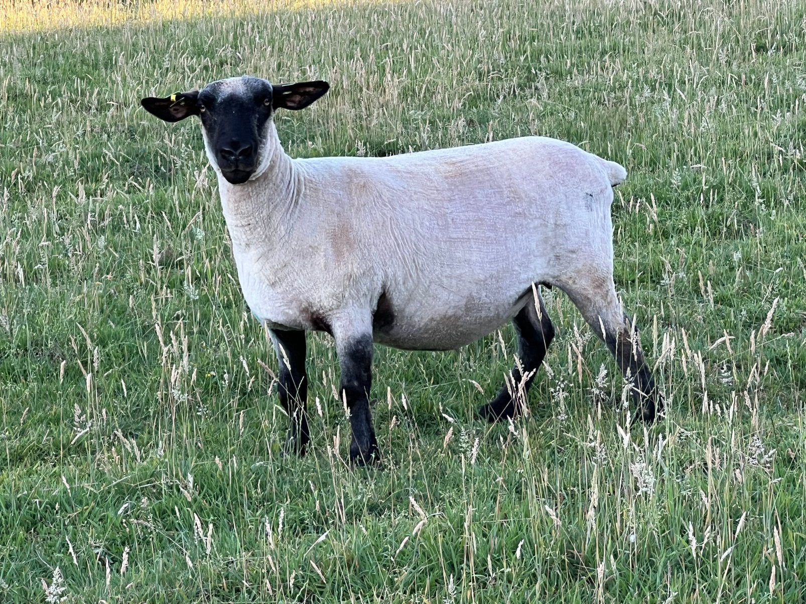 Hampshire down ooi, Femelle, Mouton, 3 à 5 ans