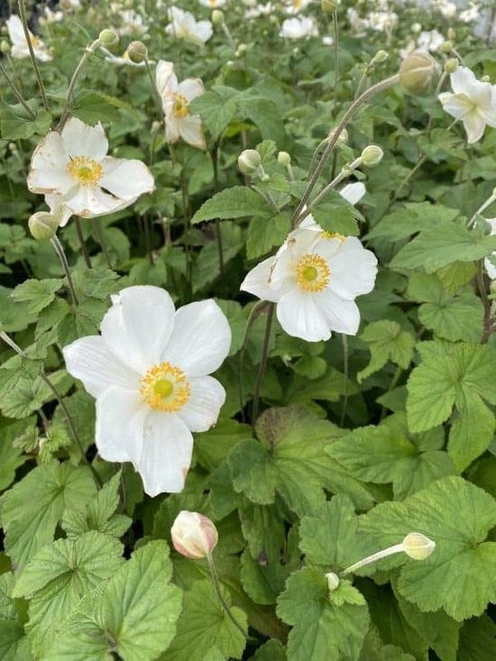 planten op bestelling, Ophalen, Bodembedekkers
