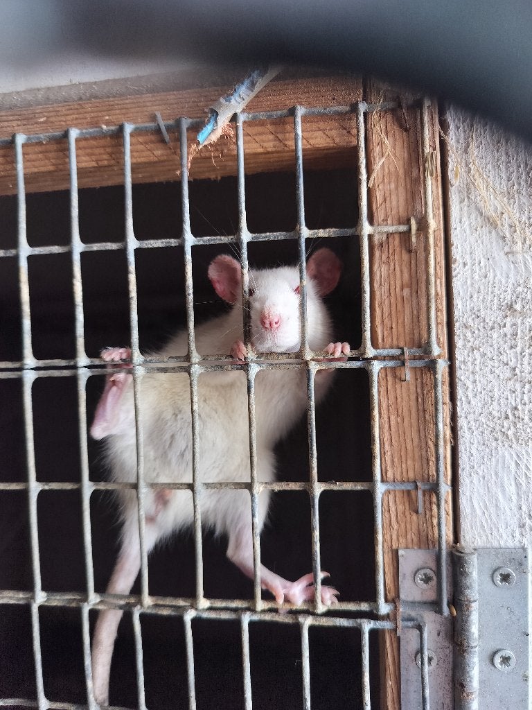 11 tamme ratjes+ toebehoren, Dieren en Toebehoren, Knaagdieren, Rat, Januari, Meerdere dieren, Tam