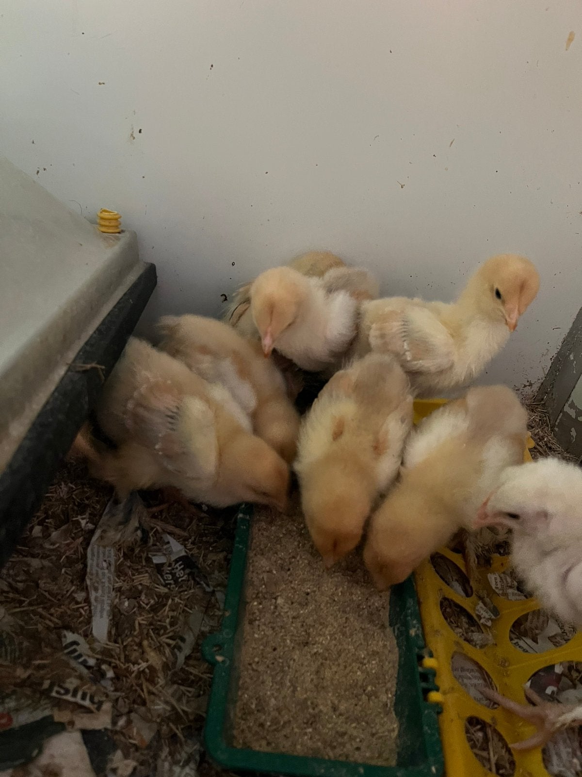 Brahma colombia buff zwart kuikens, Dieren en Toebehoren