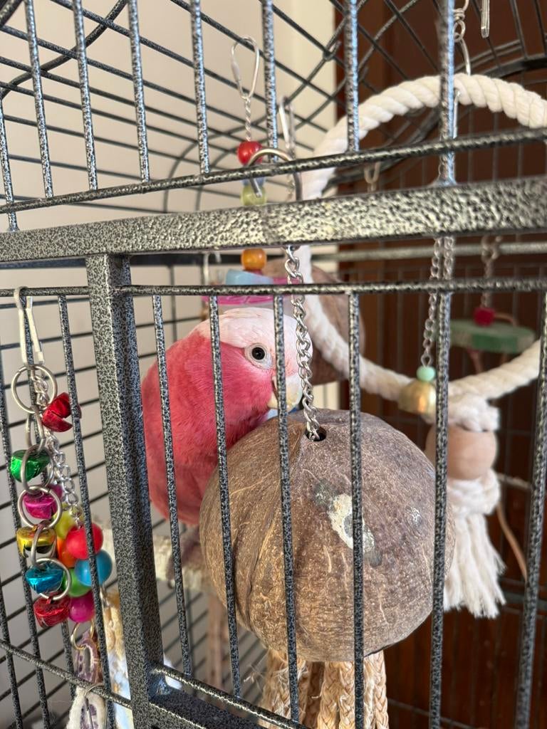 Rosalbin-koppel, Meerdere dieren, Papegaai, Geringd