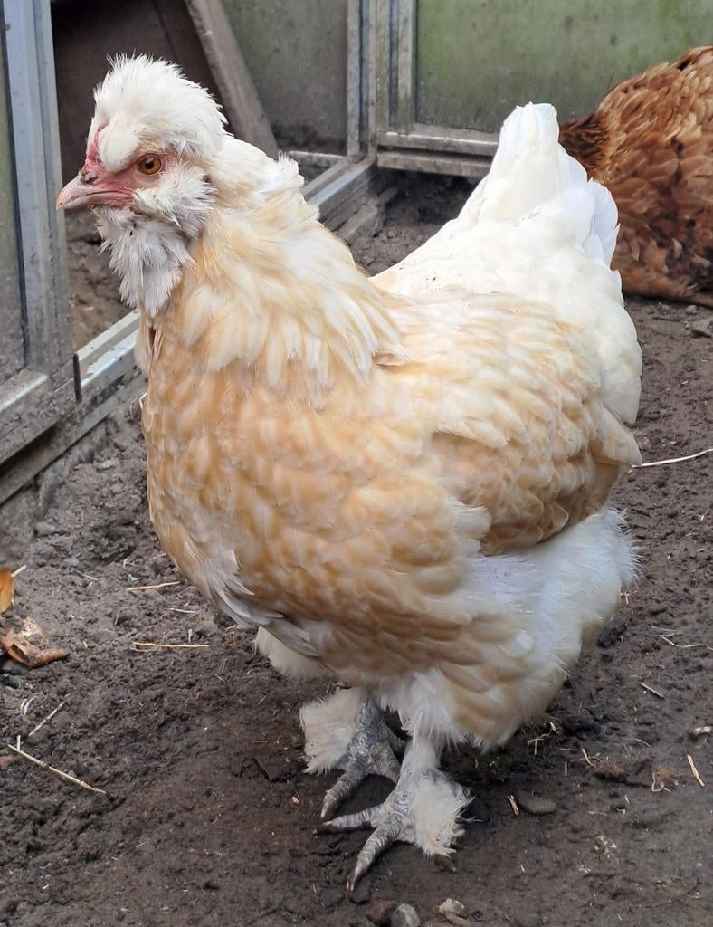 Kip 1,5 jaar oud, Poule ou poulet