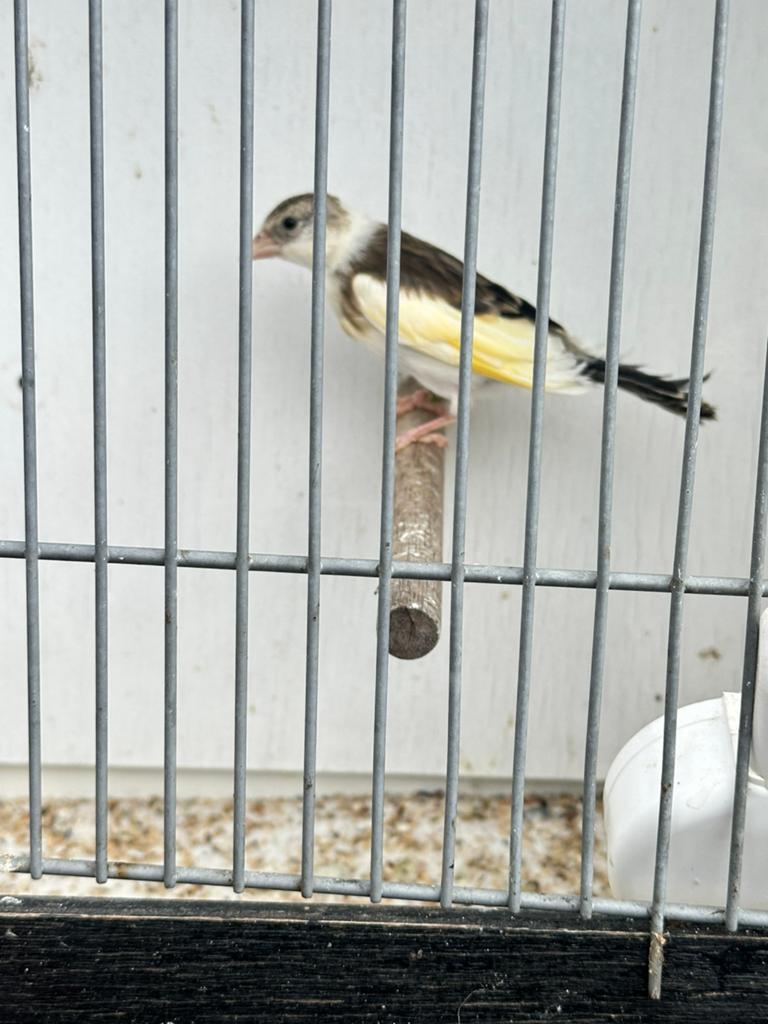 Jeune metis de chardonneret 2026, Mâle, Oiseau chanteur sauvage, Bagué