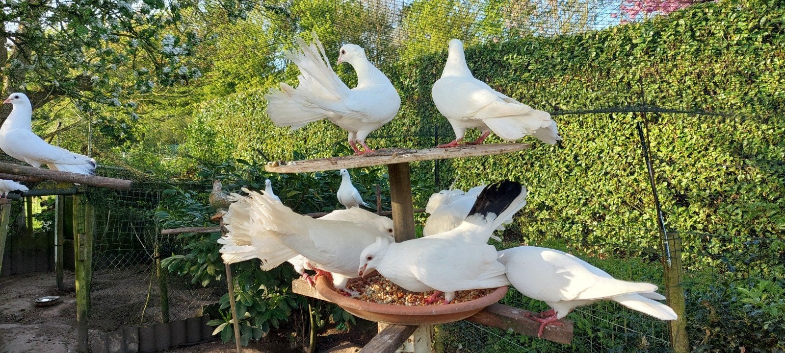 Witte duiven