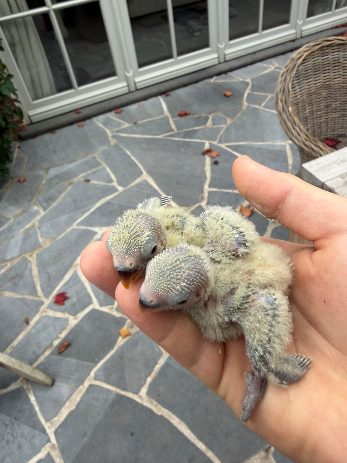 Baby Dwergpapegaaien|agroporisen, Animaux & Accessoires