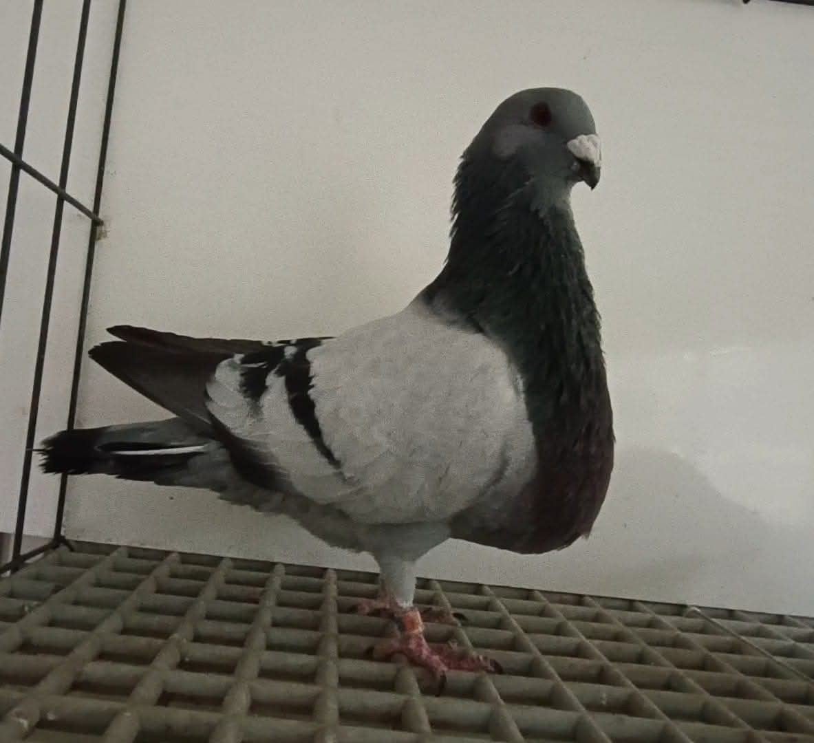pigeons Jiennense, Animaux & Accessoires