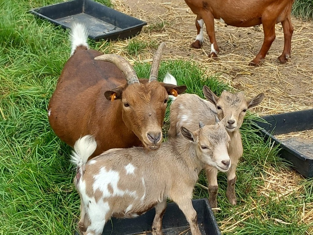 Abrikoos Mini Dwerggeit Mieke, Dieren en Toebehoren