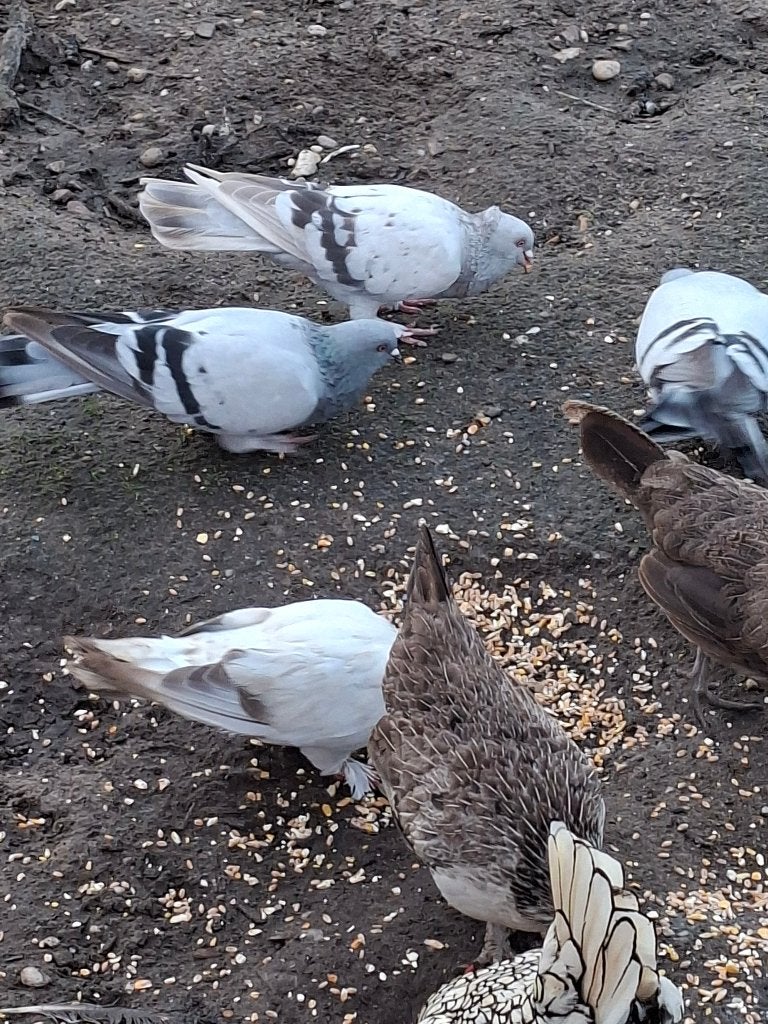 Duiven, Dieren en Toebehoren, Meerdere dieren, Overige soorten