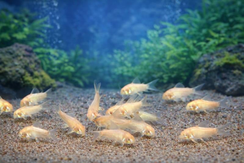 Corydoras albino 1,5€, Dieren en Toebehoren, Vis, Zoetwatervis, Schoolvis