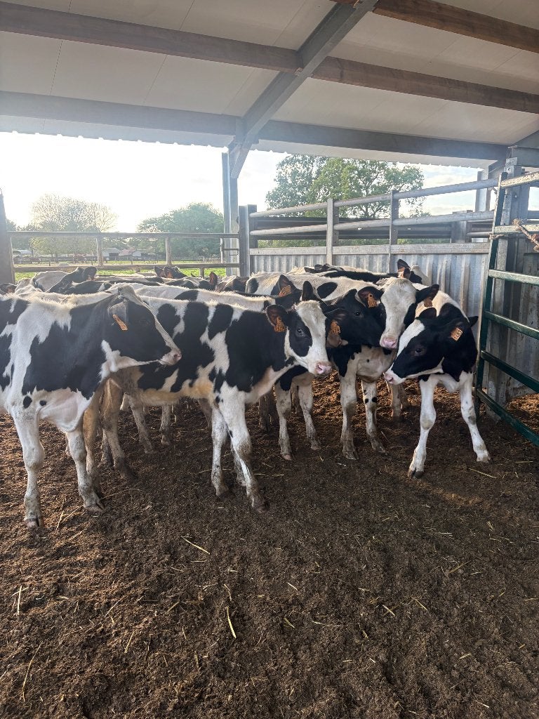 18 holstein vaarzen, Femelle, 0 à 2 ans