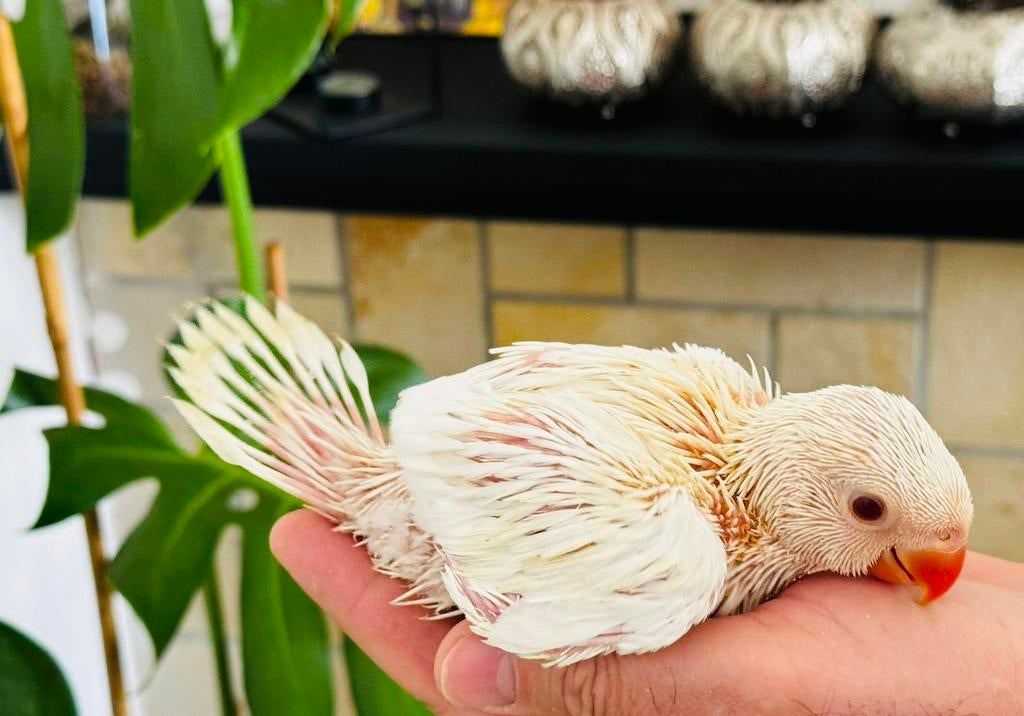 Jonge halsbandparkieten 3 weken oud, Dieren en Toebehoren, Vogels | Parkieten en Papegaaien, Geslacht onbekend, Geringd