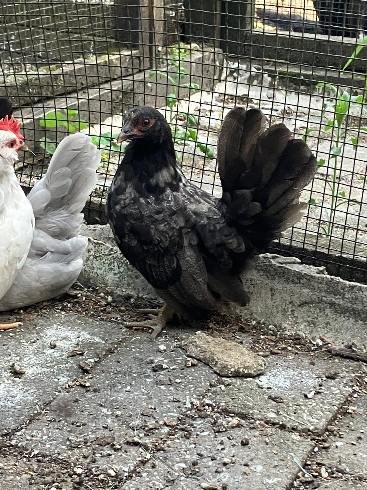Chabo kip te koop, Femelle, Poule ou poulet