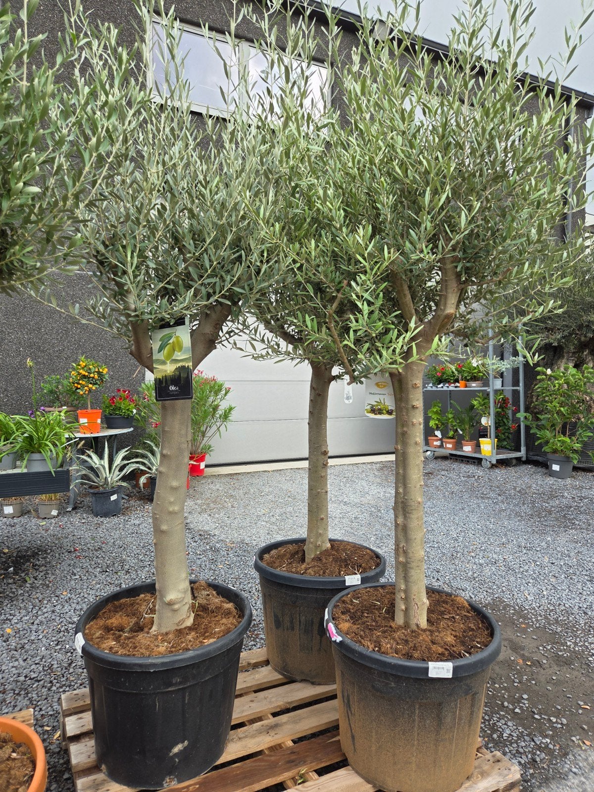 Olijfboom Olea Europaea, Tuin en Terras, Ophalen, Olijfboom