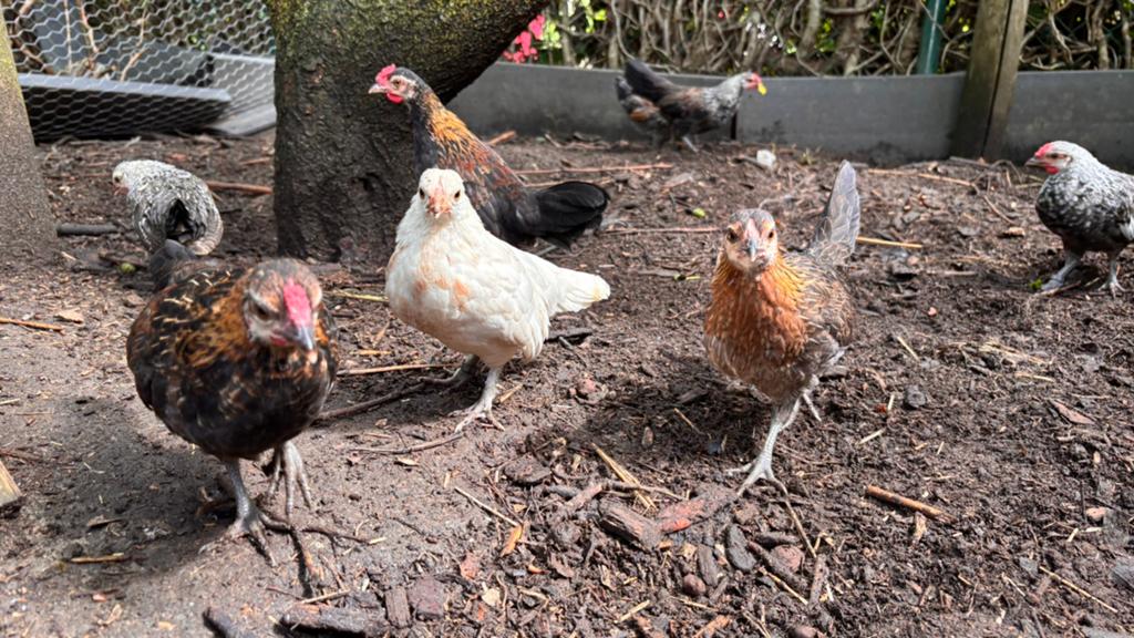 Waasse kriel, Dieren en Toebehoren, Pluimvee