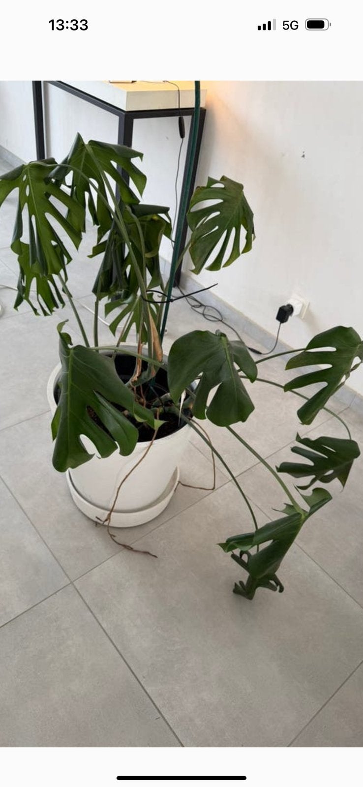 Monstera deliciosa, Huis en Inrichting, Kamerplanten, Ophalen, Halfschaduw, In pot, Minder dan 100 cm