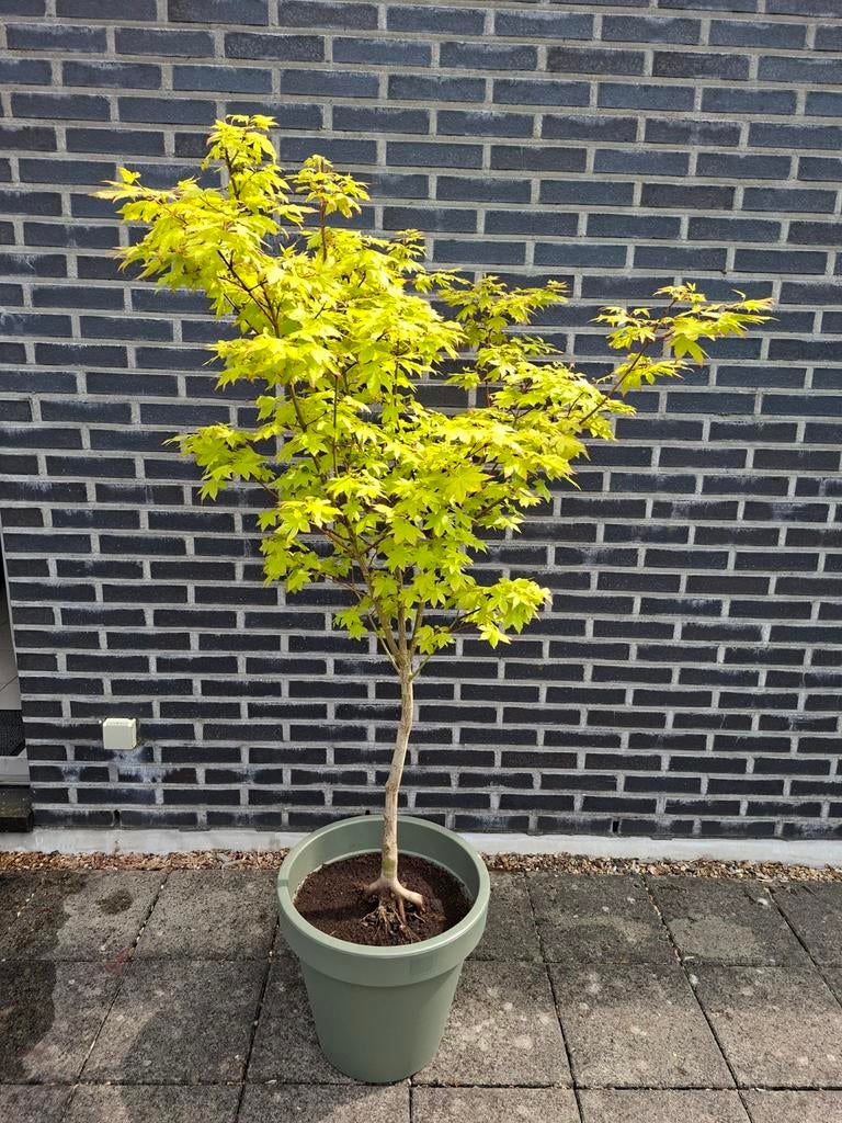 Acer palmatum Summer Gold, Tuin en Terras, Ophalen, In pot