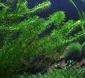 waterpest, Tuin en Terras, Ophalen