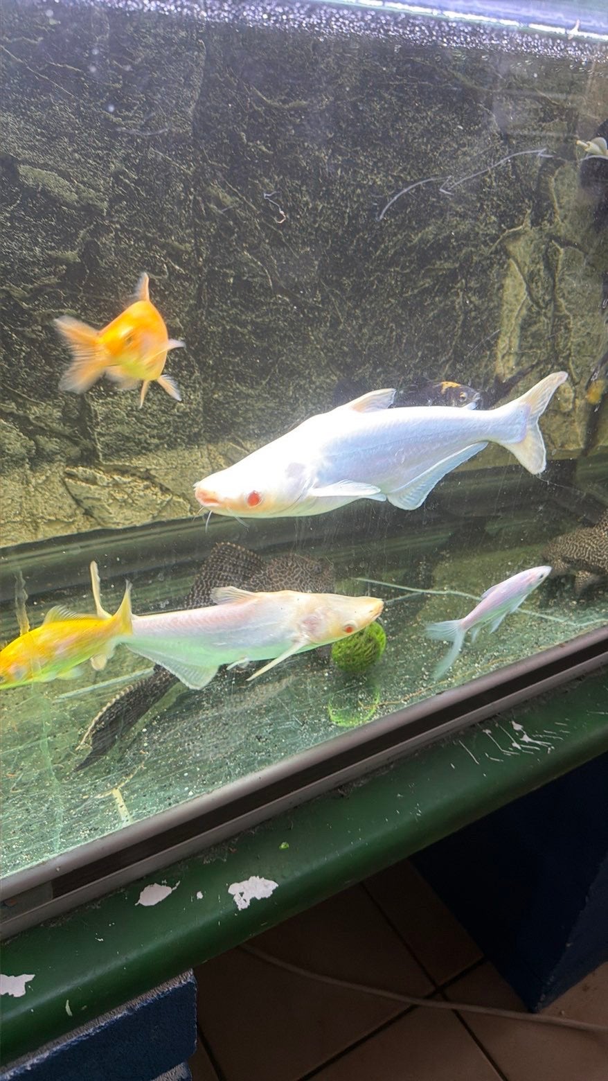 Albino haaien