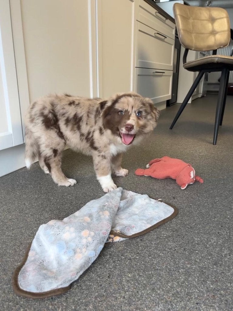 Beau chiot australien (femelle), Maladie de Carré (chiens), Plusieurs, Belgique, Berger