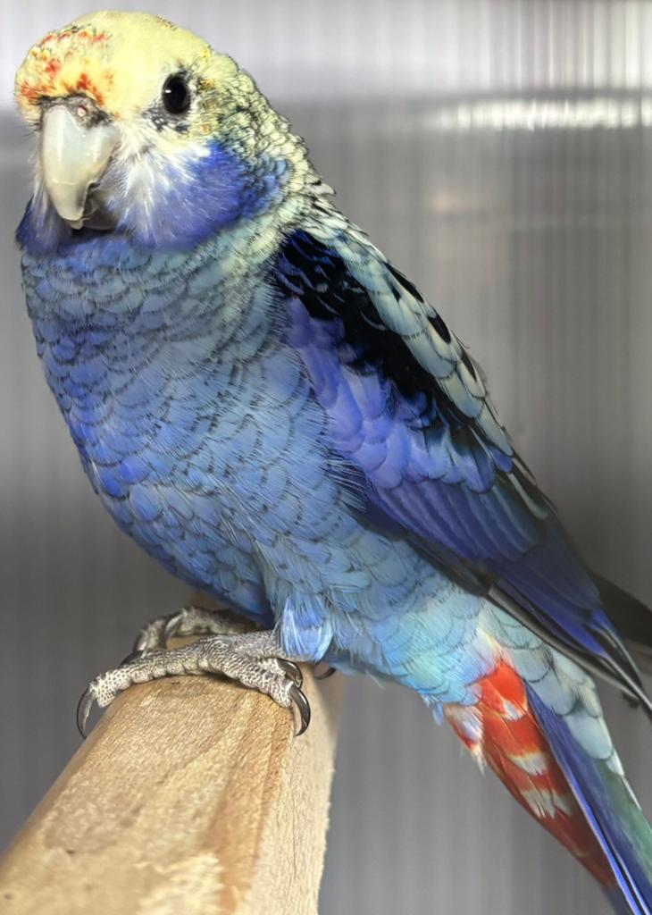 Gevraagd pop Blauwwang Rosella, Dieren en Toebehoren