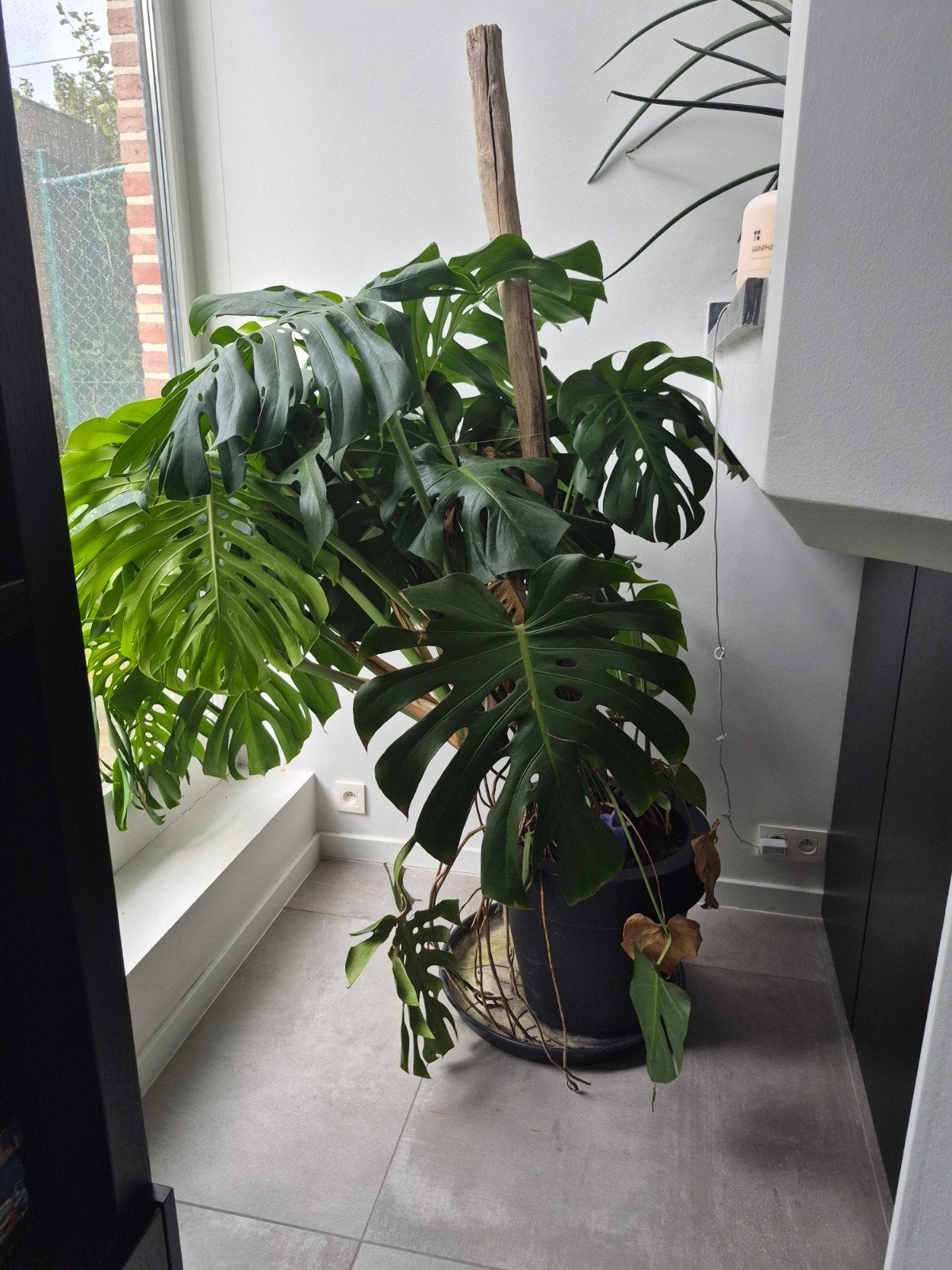 kamerplant gatenplant, Maison & Meubles, Plantes d'intérieur, Autres espèces, En pot, Enlèvement, 100 à 150 cm