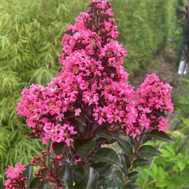 Lagerstroemia of Indische sering op stam hoogte 80 cm, Jardin & Terrasse, Plantes | Arbres, Été, En pot, Enlèvement ou Envoi