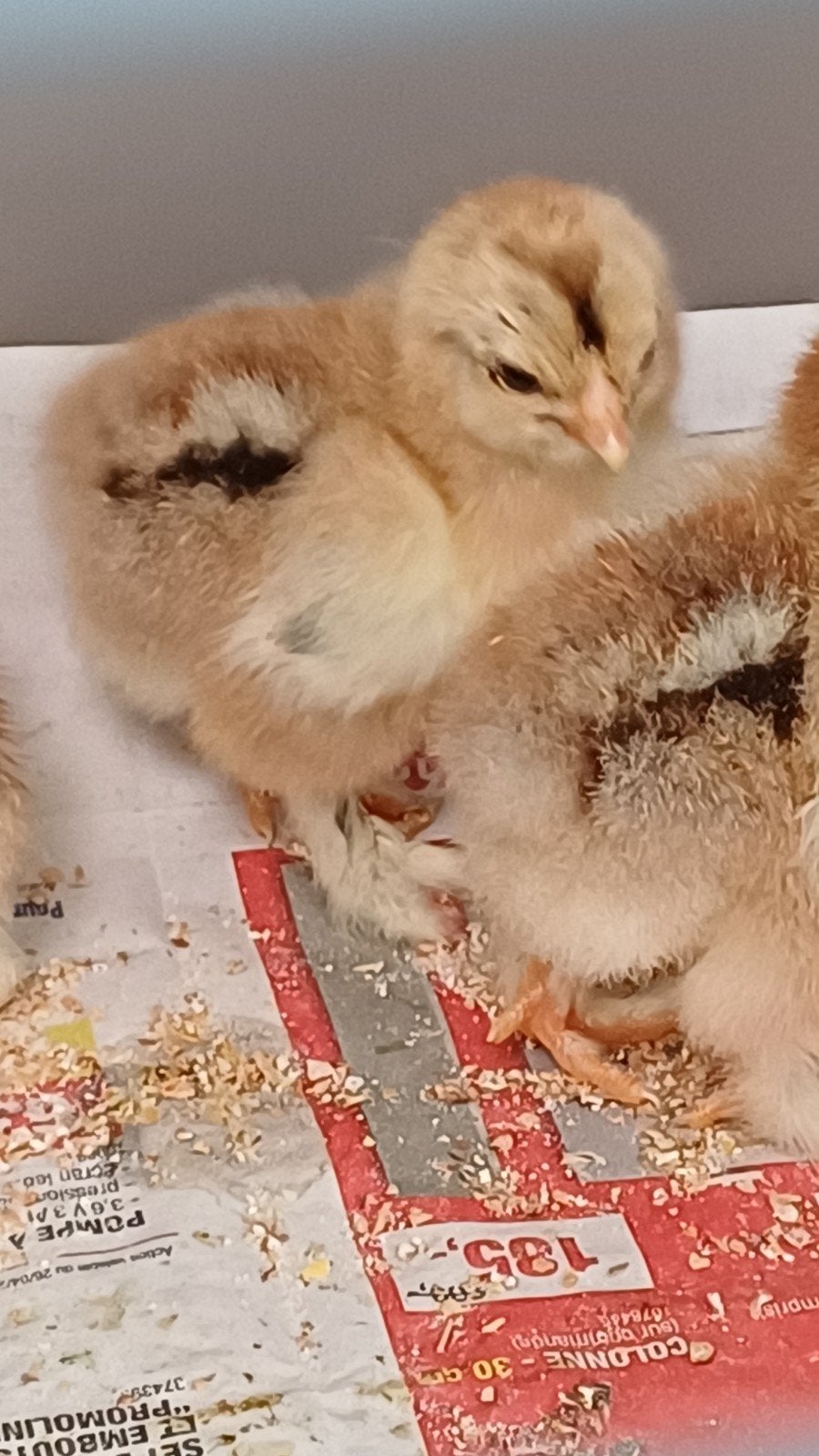 Poussins grand brahma PMD (7340)
