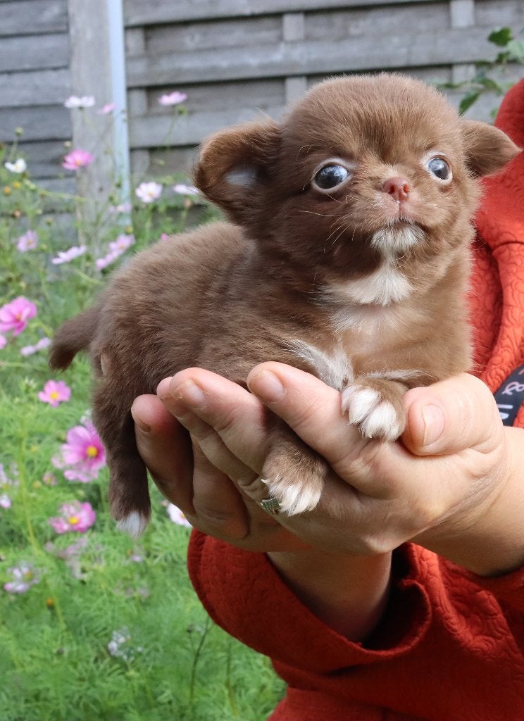 chihuahua pups, Maladie de Carré (chiens), 8 à 15 semaines, Plusieurs, Éleveur | Loisir