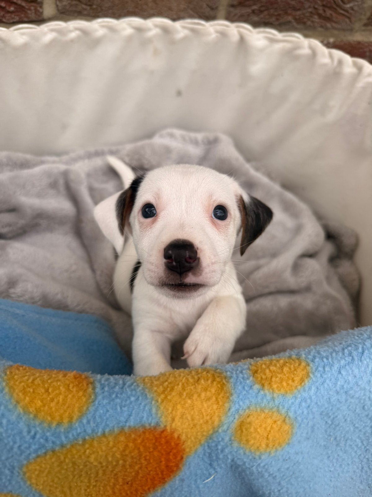 Jack russell pups, Dieren en Toebehoren, België, Jack Russell Terriër, Meerdere, Meerdere dieren