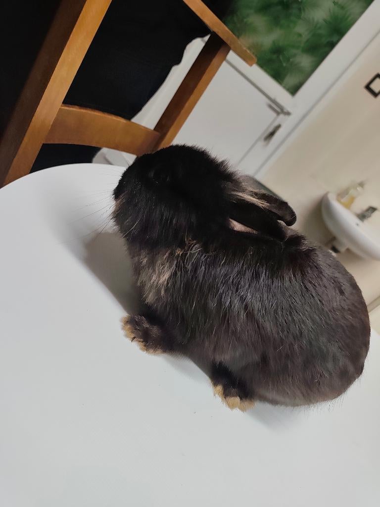 Konijn, Dieren en Toebehoren, Konijnen, Mannelijk, Dwerg, 0 tot 2 jaar