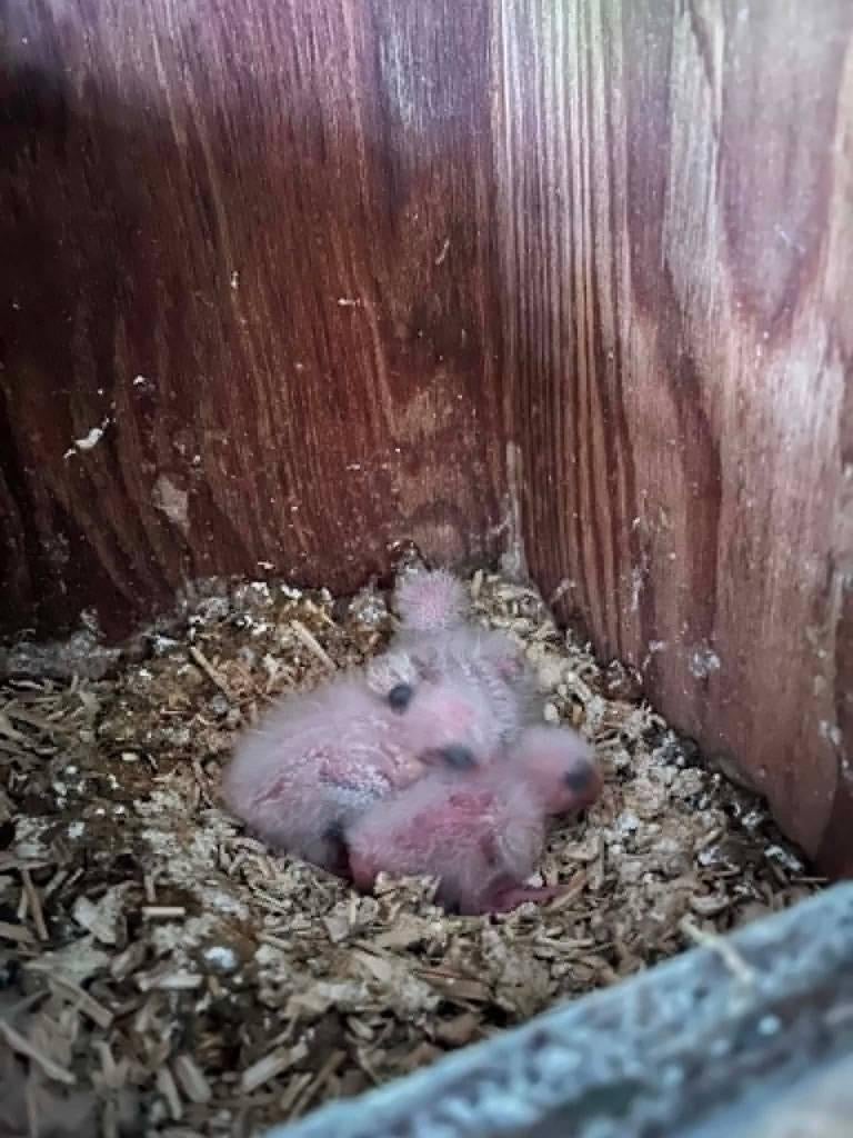 bourkens parkiet jonge, Plusieurs animaux, Perruche, Domestique