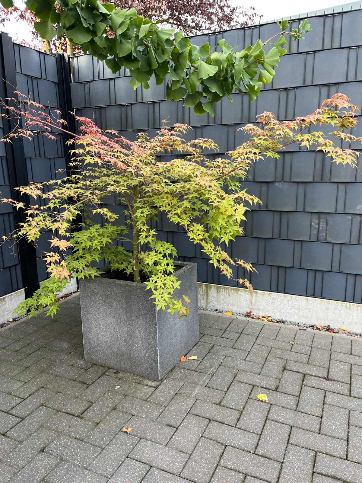 Japanse esdoorn, Enlèvement