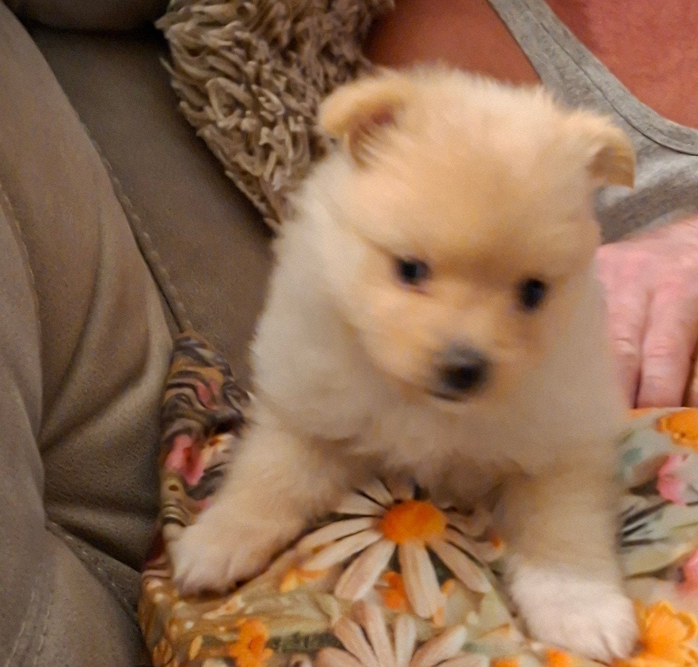 Klein keeshondjes kleinkees, Parvo, België, Particulier, Keeshond