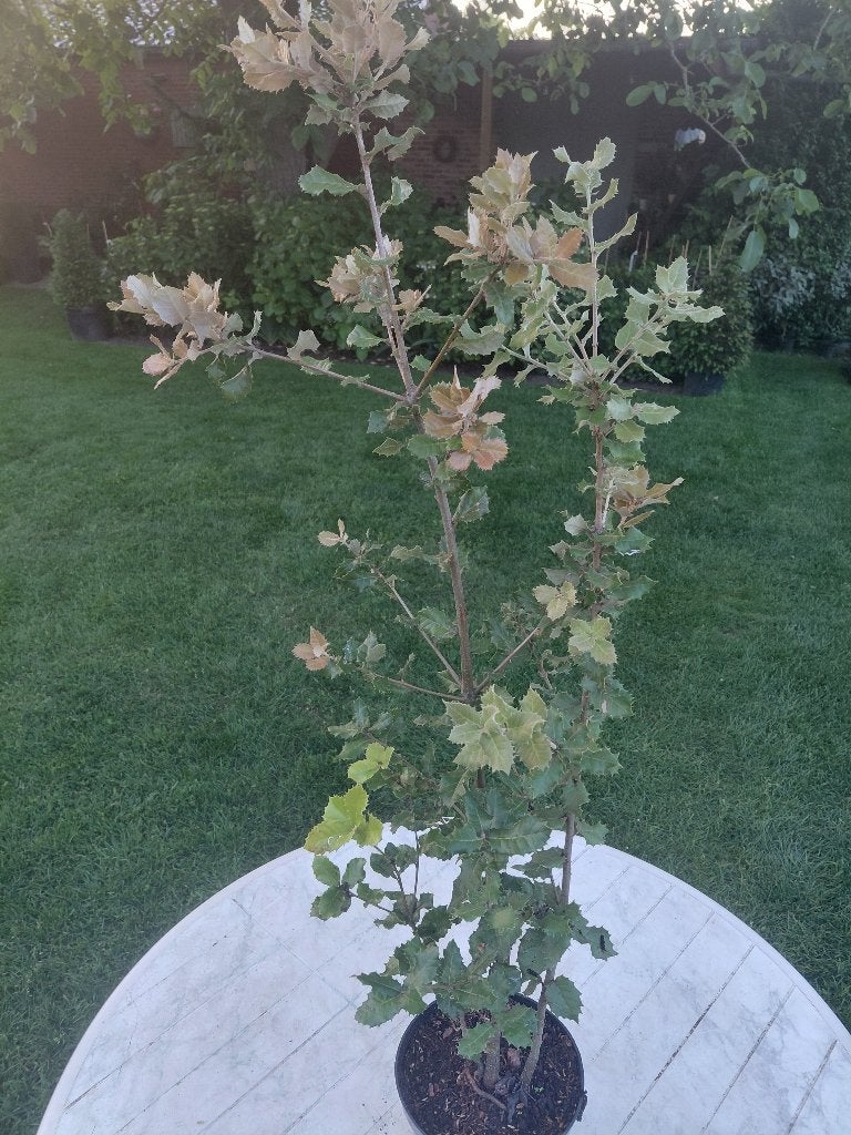 Querqus Ilex, Tuin en Terras, Ophalen, Halfschaduw