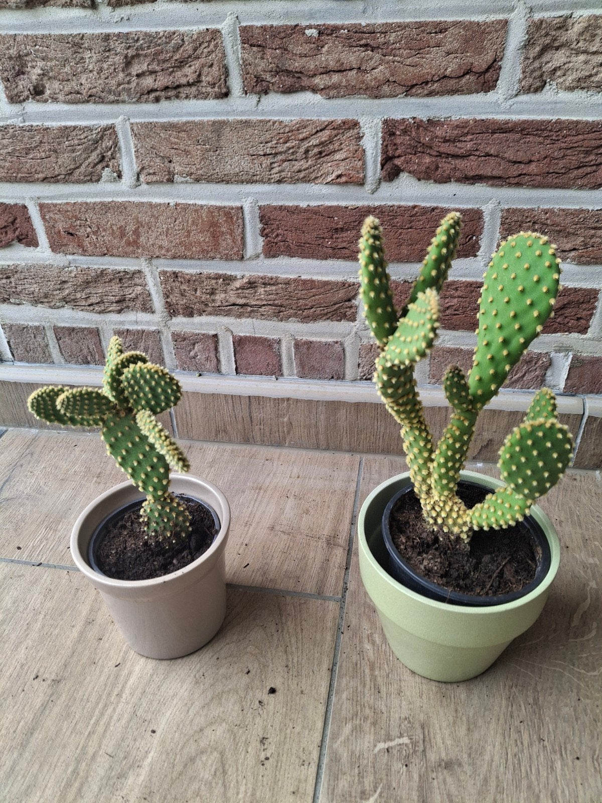 Cactus, Maison & Meubles, Enlèvement, Cactus
