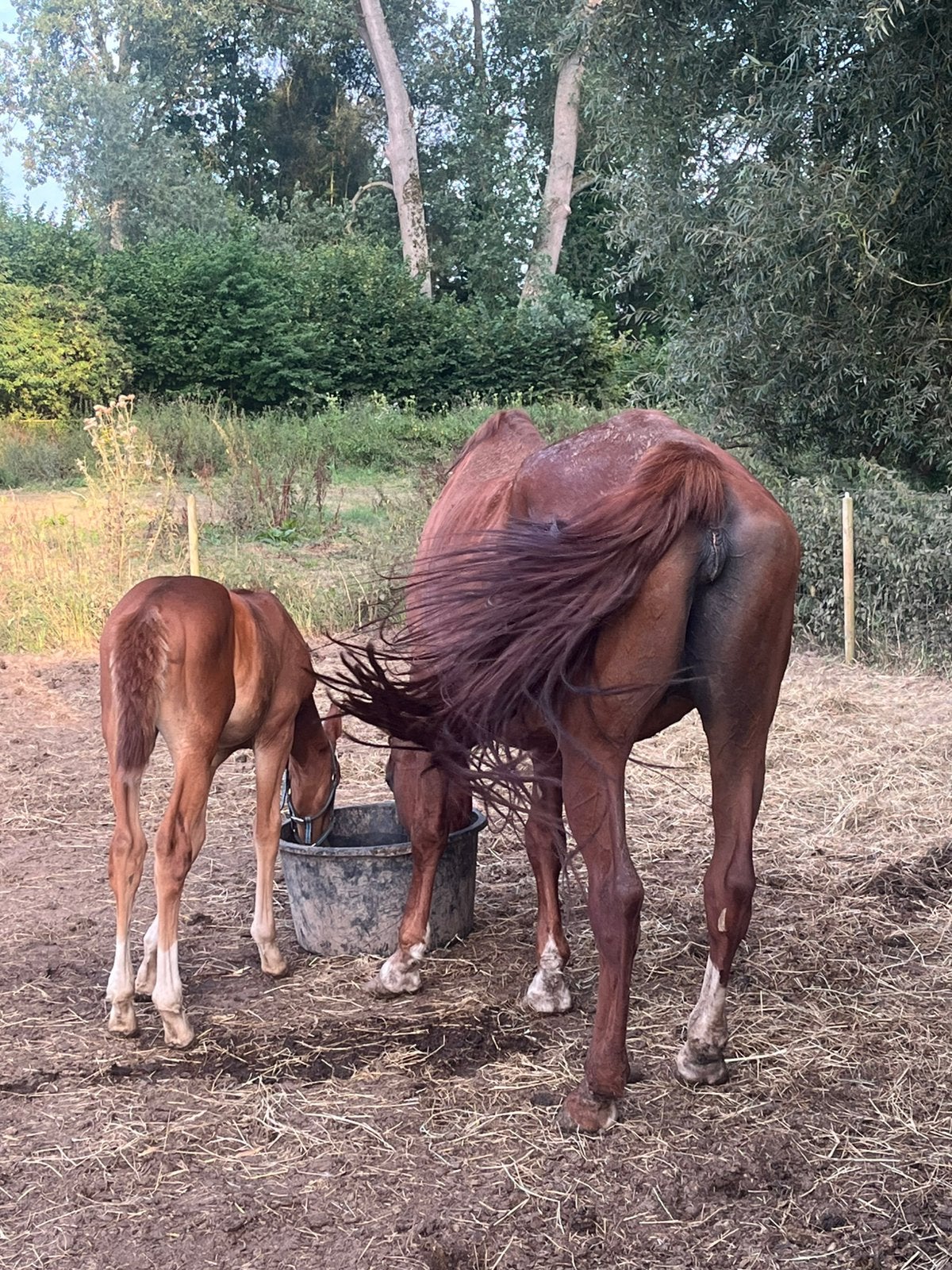 Springgefokt Weide maatje merrie, Animaux & Accessoires, Chevaux, Jument, M