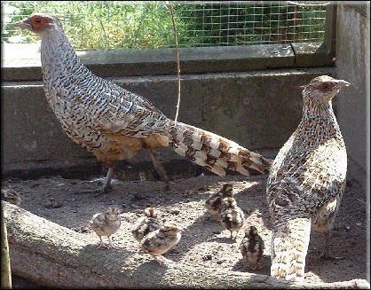 fazant  Wallich Cheer fazanten, Plusieurs animaux