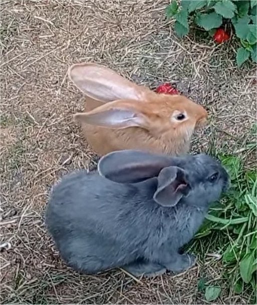 vlaamse reuzen, Meerdere dieren, Groot, 0 tot 2 jaar