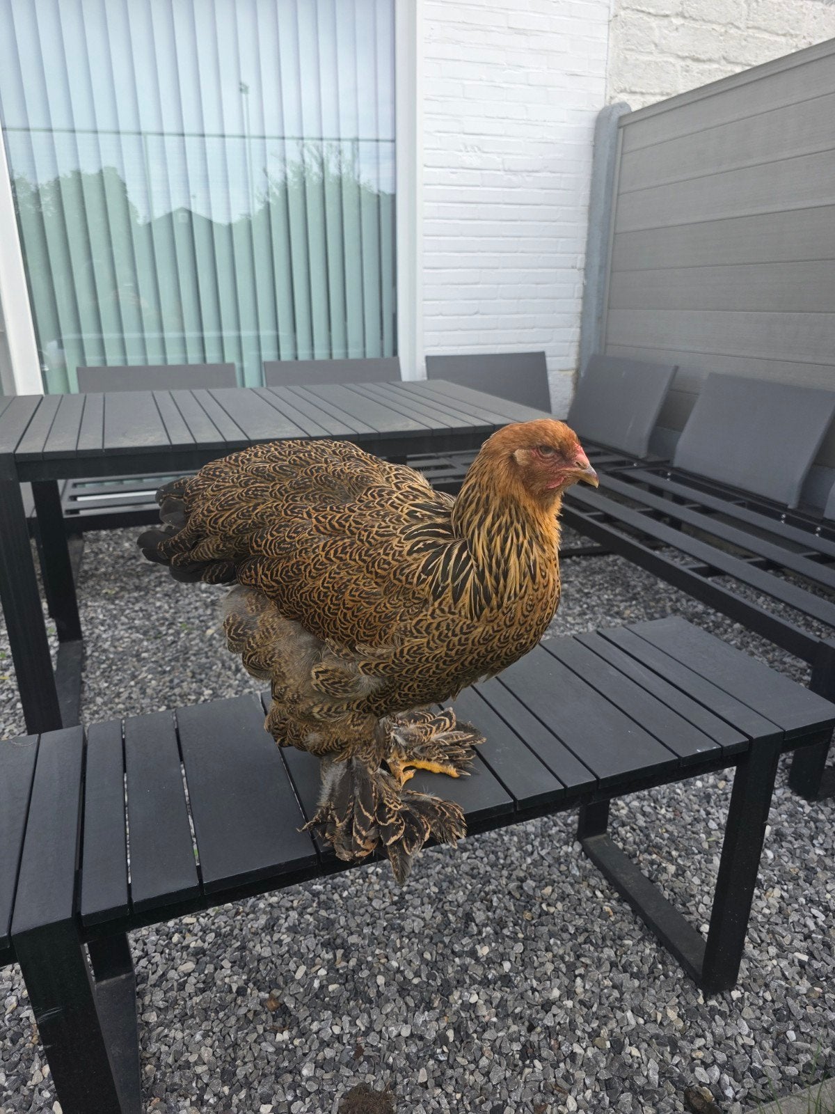Trio Brahma GROOTHOENDERS, Dieren en Toebehoren