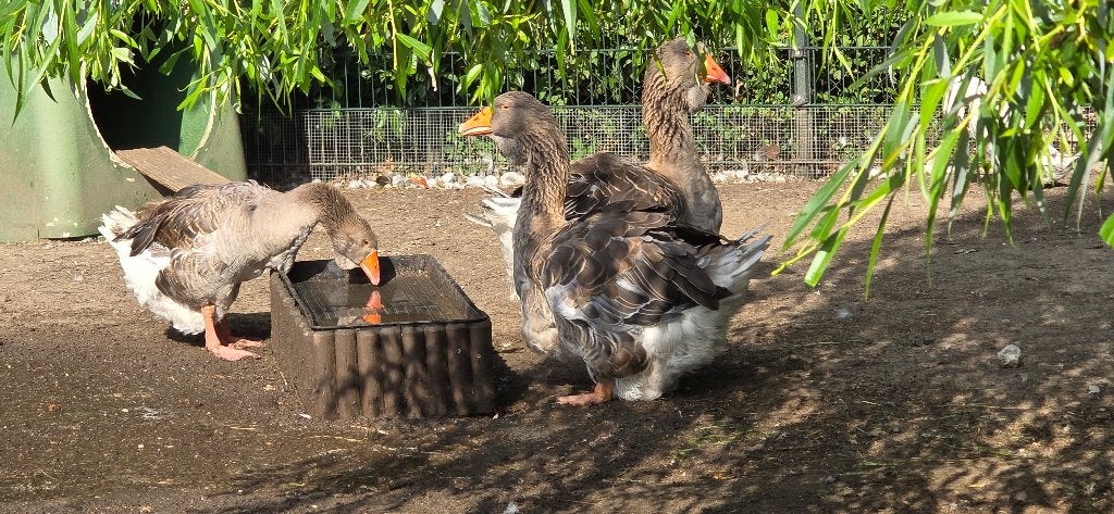 Toulouse ganzen, Sexe inconnu, Oie ou Cygne