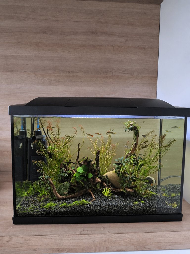 Compleet aquarium met vissen (60L), Ophalen, Superfish