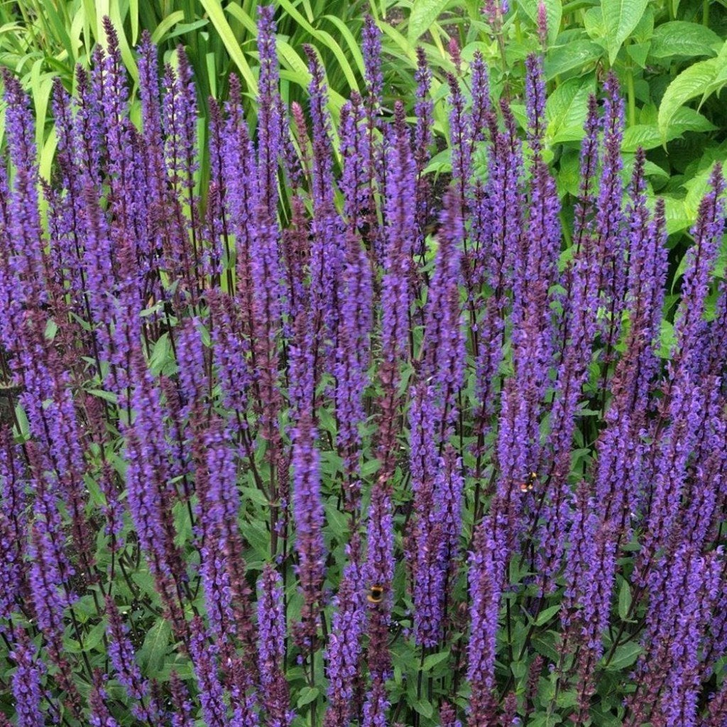Salvia, Enlèvement, Plante fixe