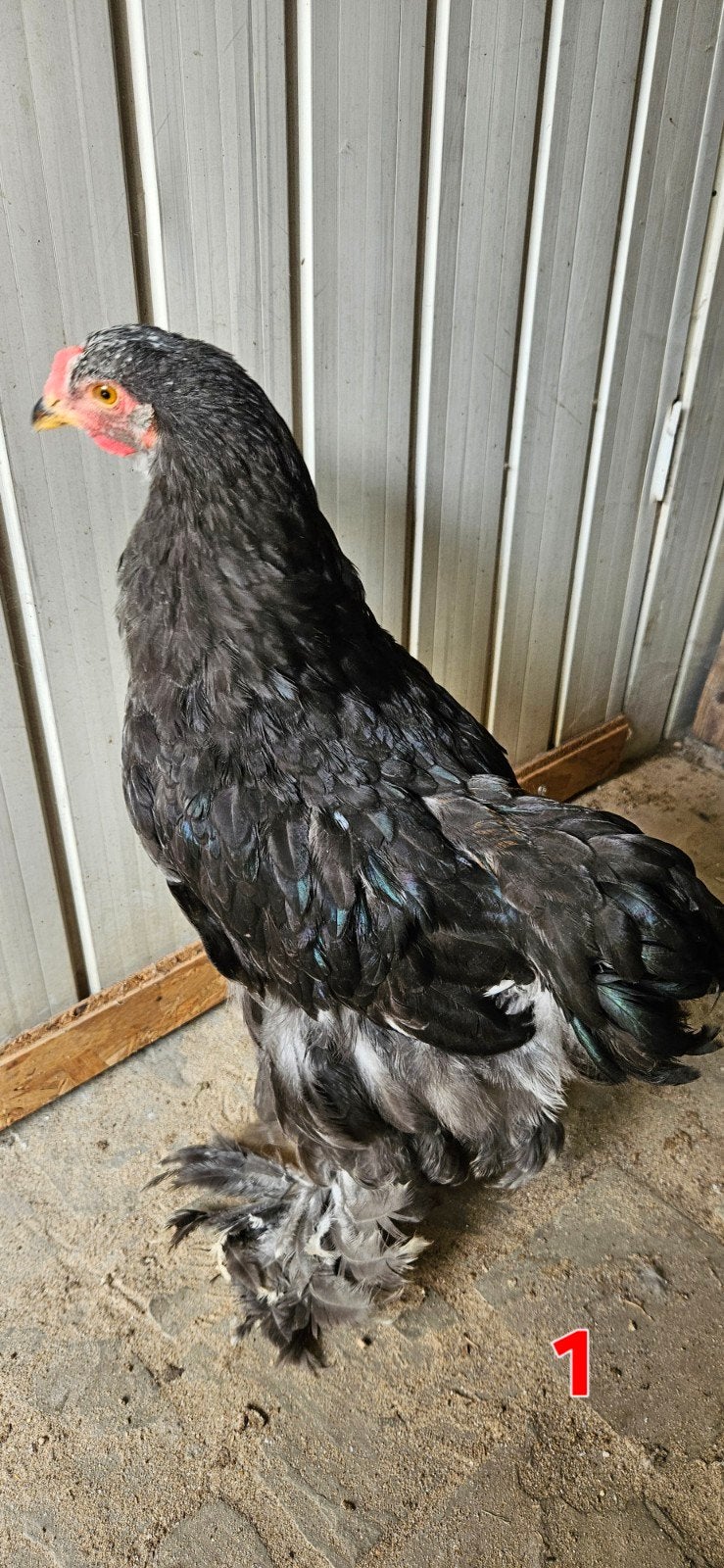 Jonge Brahma hanen, Dieren en Toebehoren