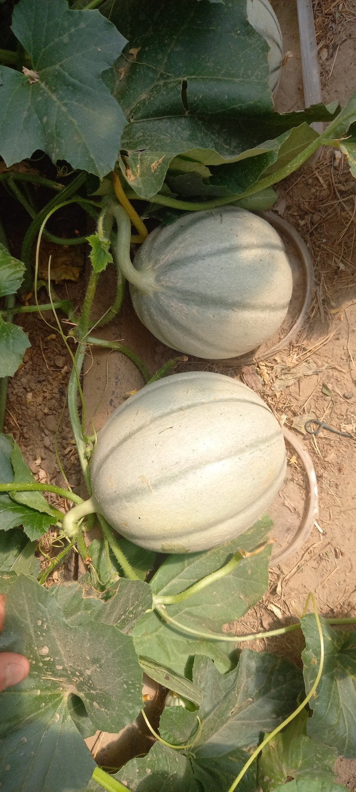 Cavaillon BIOMELOENEN en petit gris de rennes BIO, Ophalen