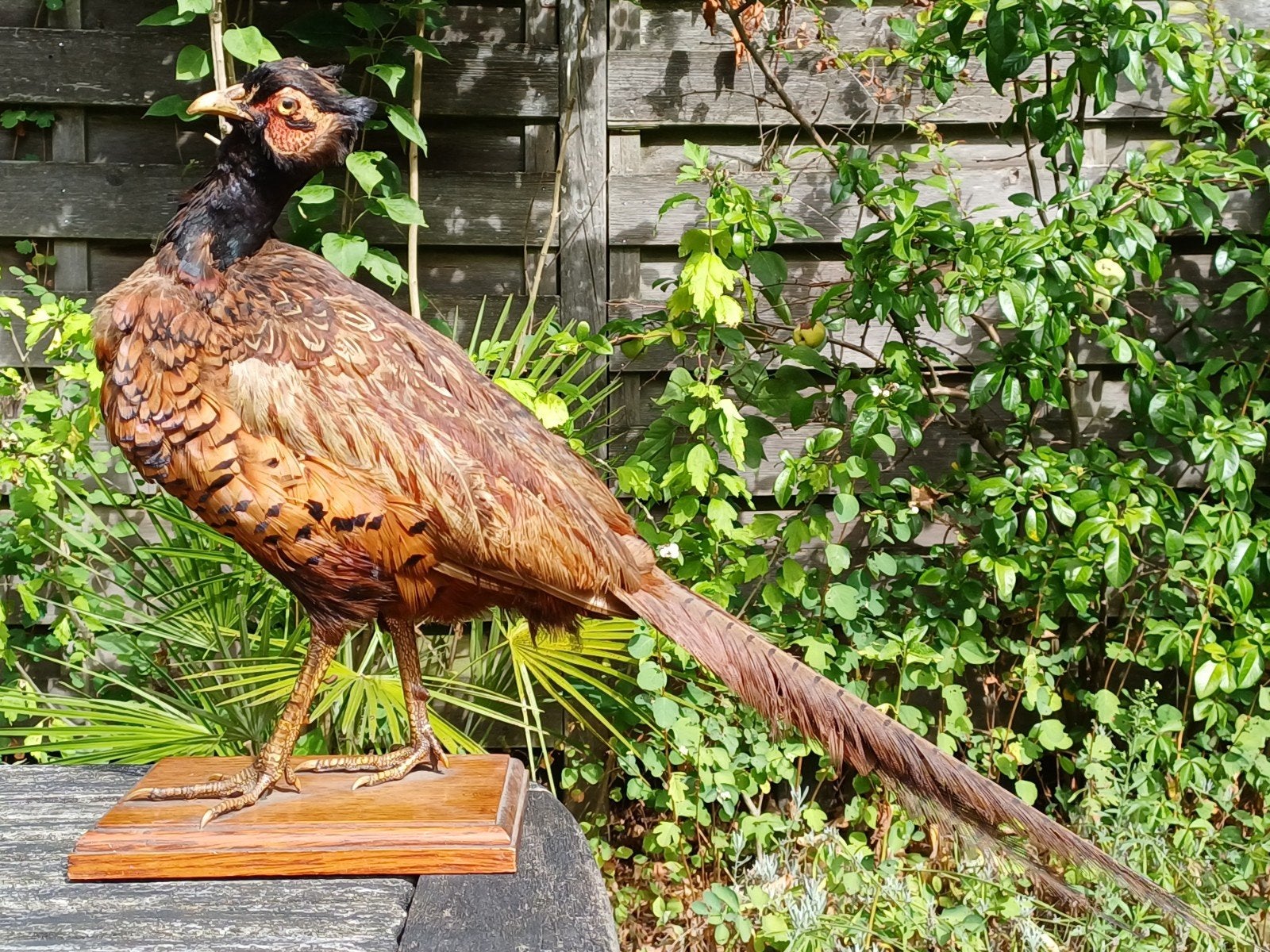 Antieke mannetjes fazant op sokkel - haan - taxidermie, Verzamelen, Dierenverzamelingen, Ophalen of Verzenden, Gebruikt, Vogel