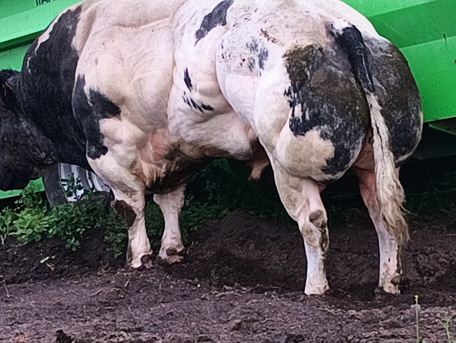 ingeschreven dekstier gekocht op seleciecentrum te ciney, Dieren en Toebehoren, Mannelijk