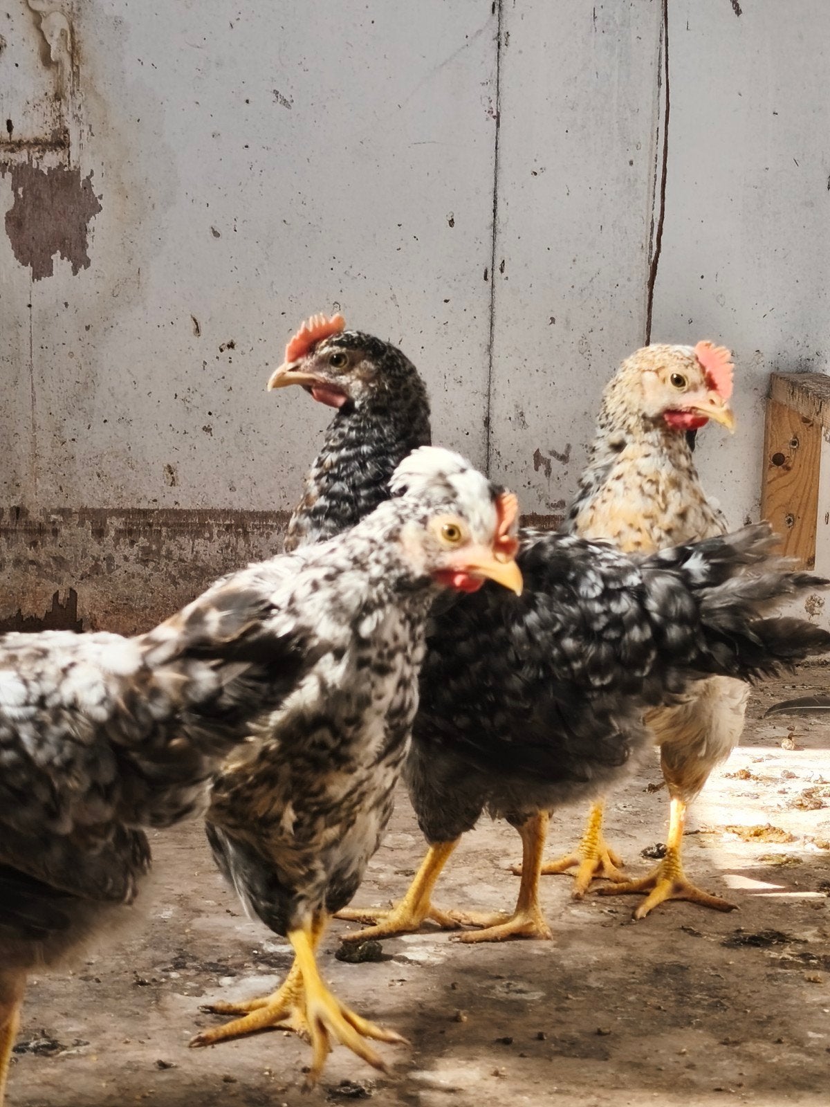 Cream legbar haantjes, Dieren en Toebehoren
