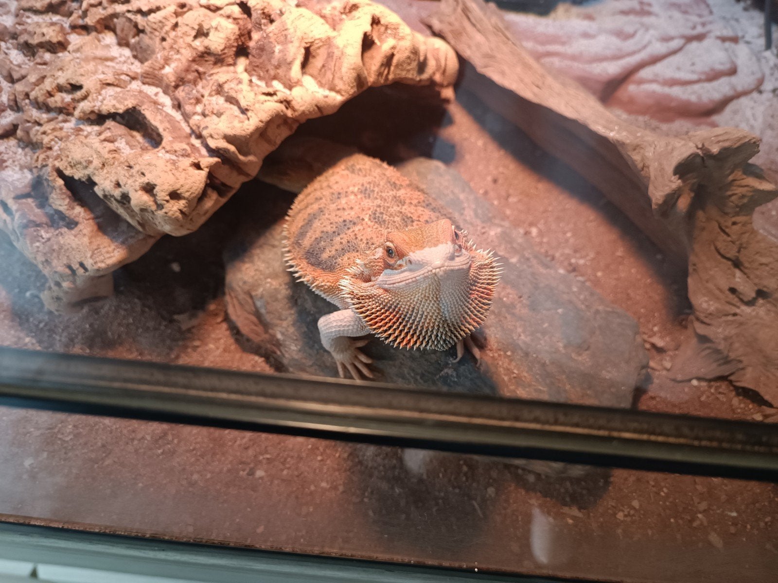 Jeu barbu à vendre, Avec terrarium